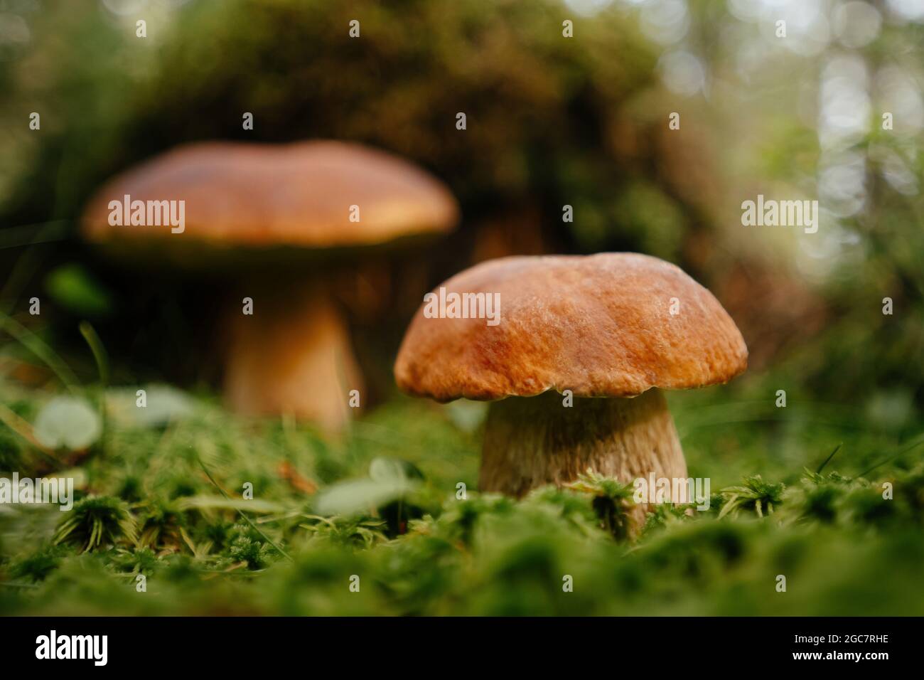 Polish edible mushroom of the genus Boletus or Mossy. Stock Photo