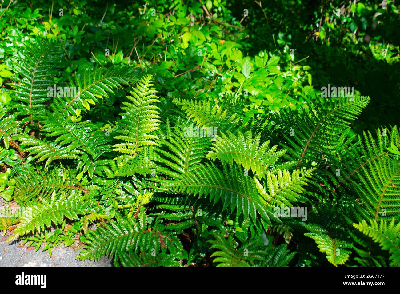 Luscious green colored ferns growing on the ground in a local park -01 Stock Photo