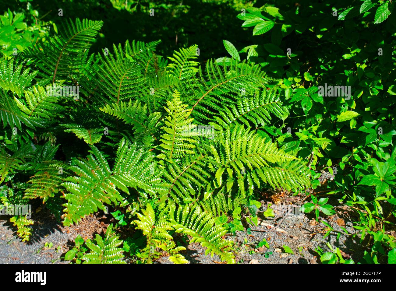 Luscious green colored ferns growing on the ground in a local park -02 Stock Photo