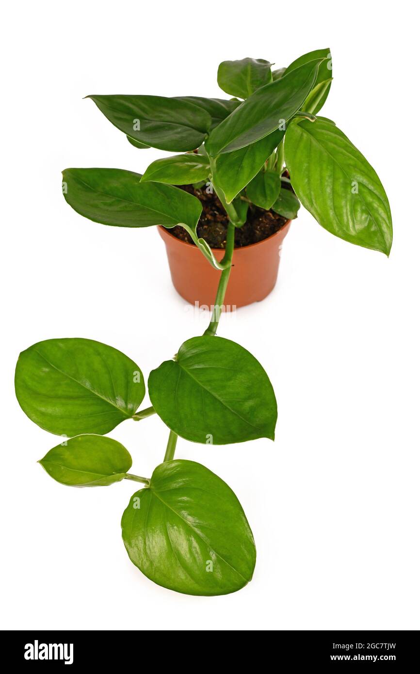 Monstera friedrichsthalii 【公式通販】