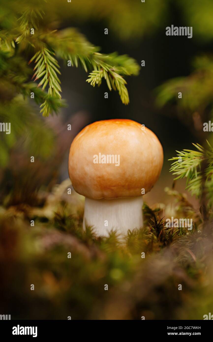 Edible small mushroom on the moss Stock Photo - Alamy