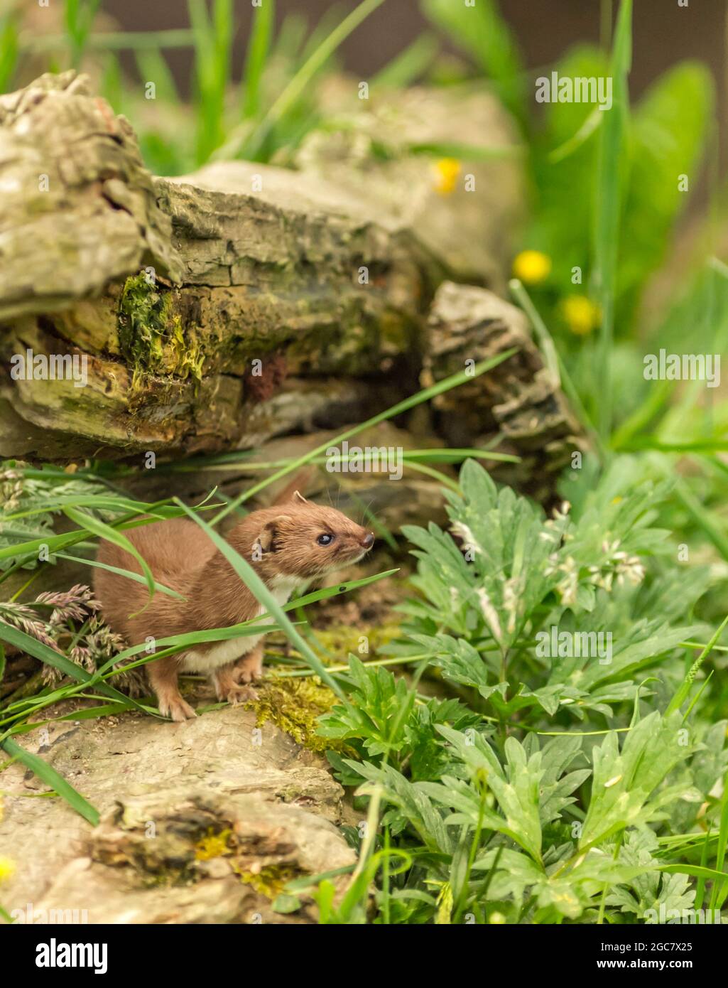 Weasel or Least weasel (Mustela nivalis) Stock Photo