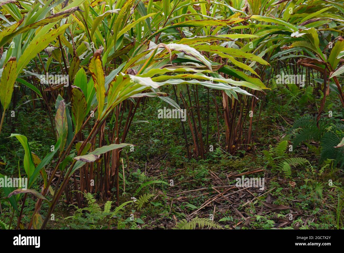 Remote village with Cultivation of Amomum subulatum commonly known as large cardamom, in Todey ,Kalimpong. Stock Photo