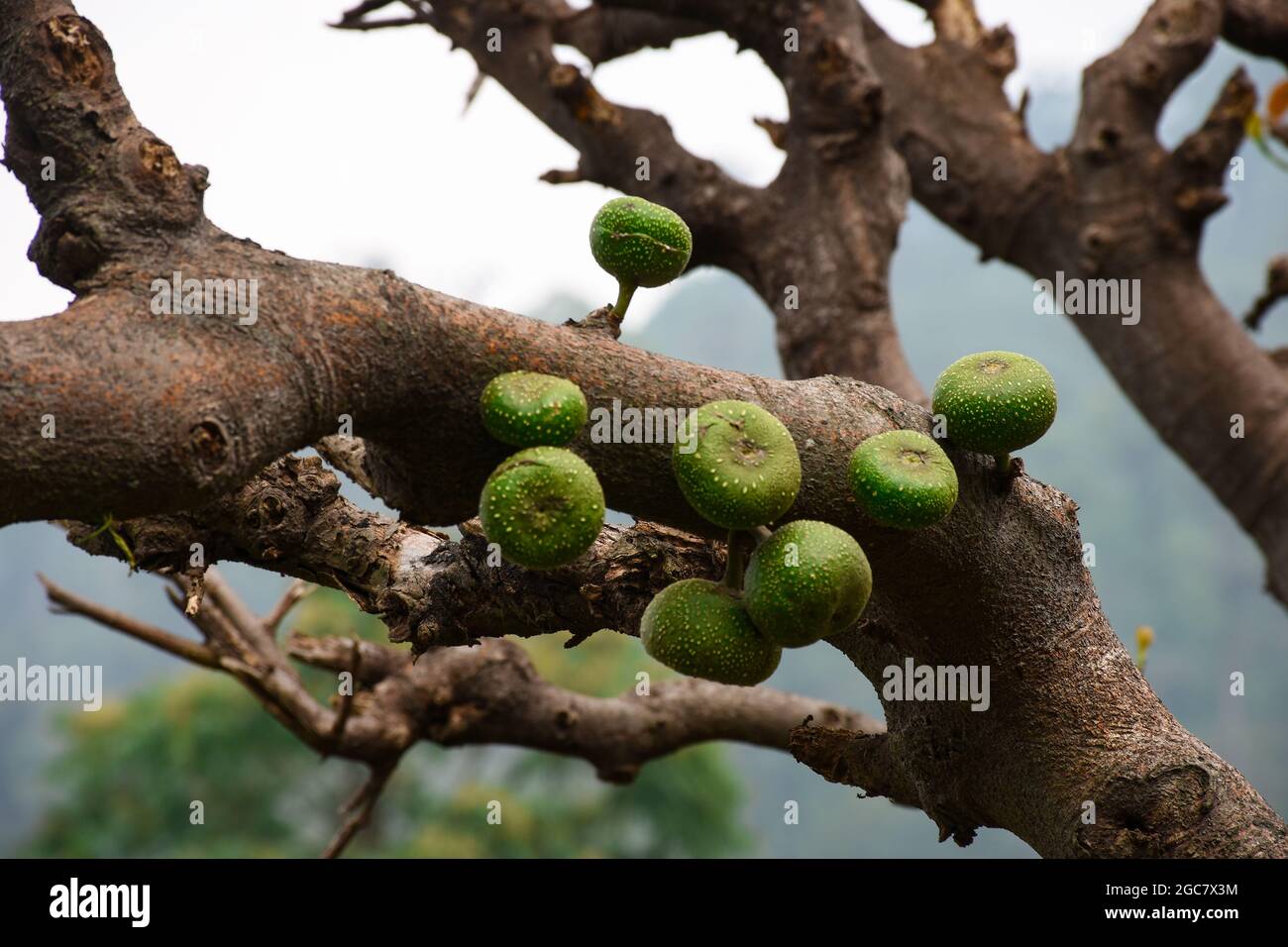Ficus racemosa commonly known as the cluster fig, red river fig or gular is a species of plant in the family Moraceae. Stock Photo