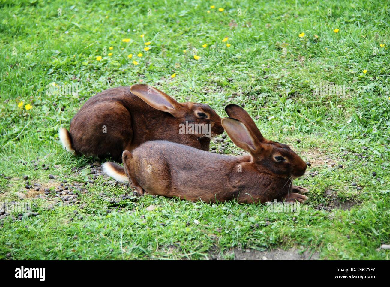 Rabbit laying in grass hi-res stock photography and images - Alamy