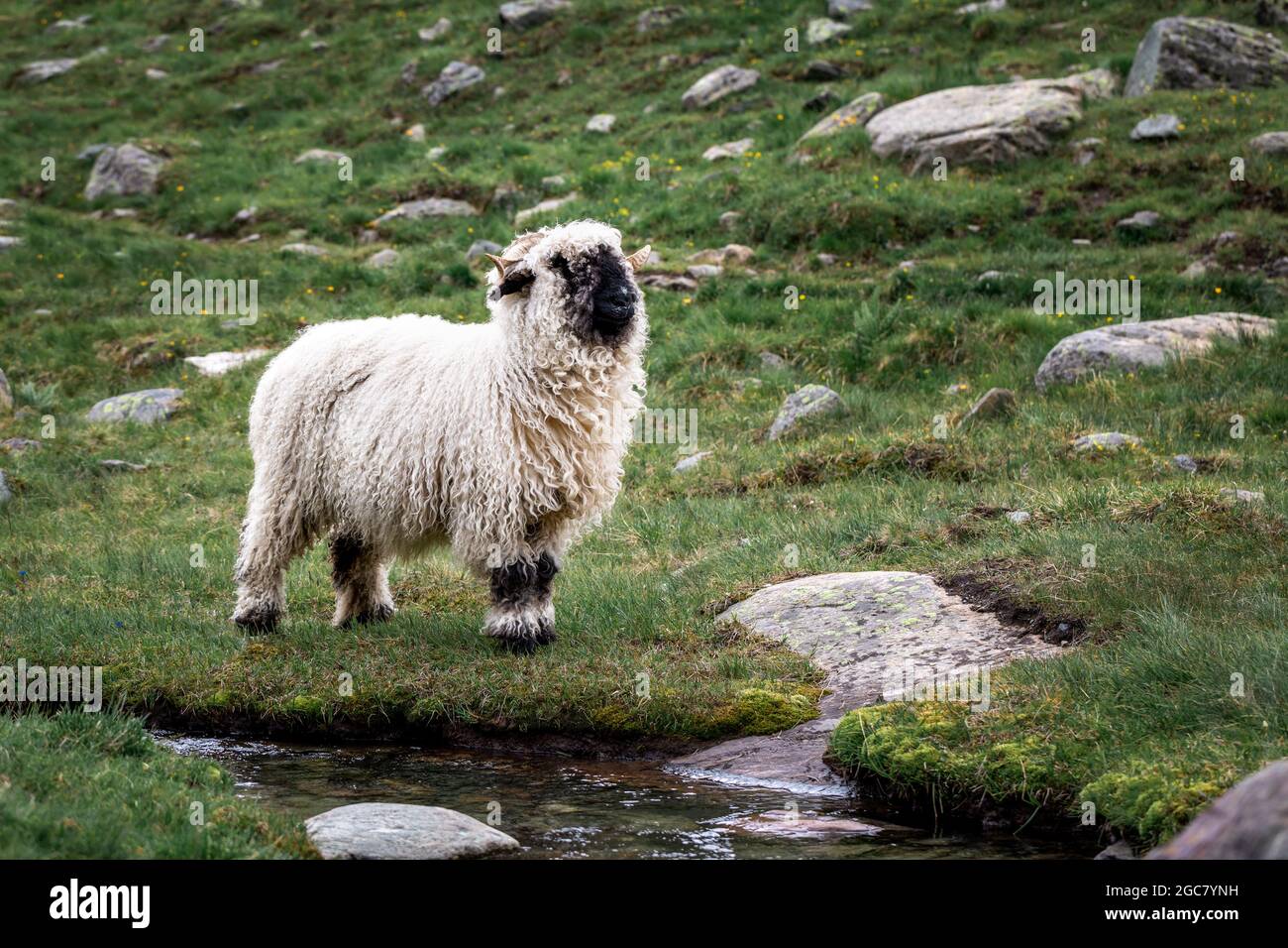 Valais Blacknose sheep in Zermatt, Switzerland, during summer.  Valais Blacknose is a breed of domestic sheep originating in the Valais region of Swit Stock Photo