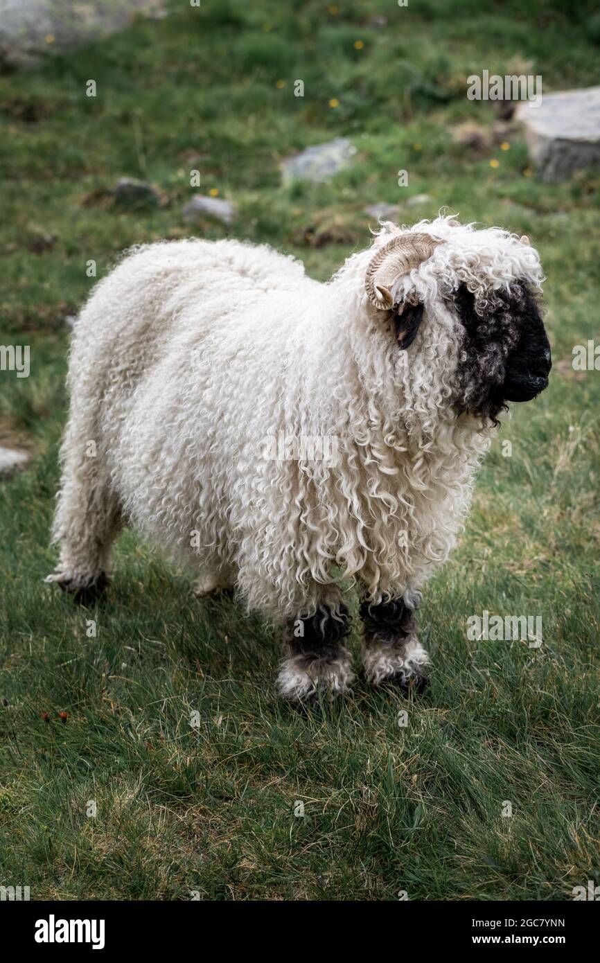 Valais Blacknose sheep in Zermatt, Switzerland, during summer.  Valais Blacknose is a breed of domestic sheep originating in the Valais region of Swit Stock Photo