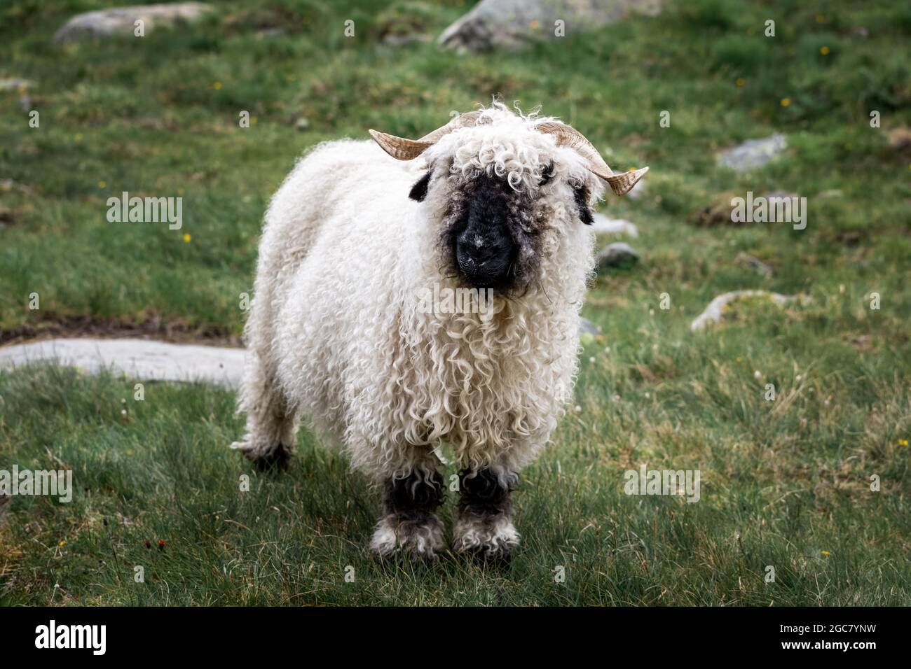 Valais Blacknose sheep in Zermatt, Switzerland, during summer.  Valais Blacknose is a breed of domestic sheep originating in the Valais region of Swit Stock Photo