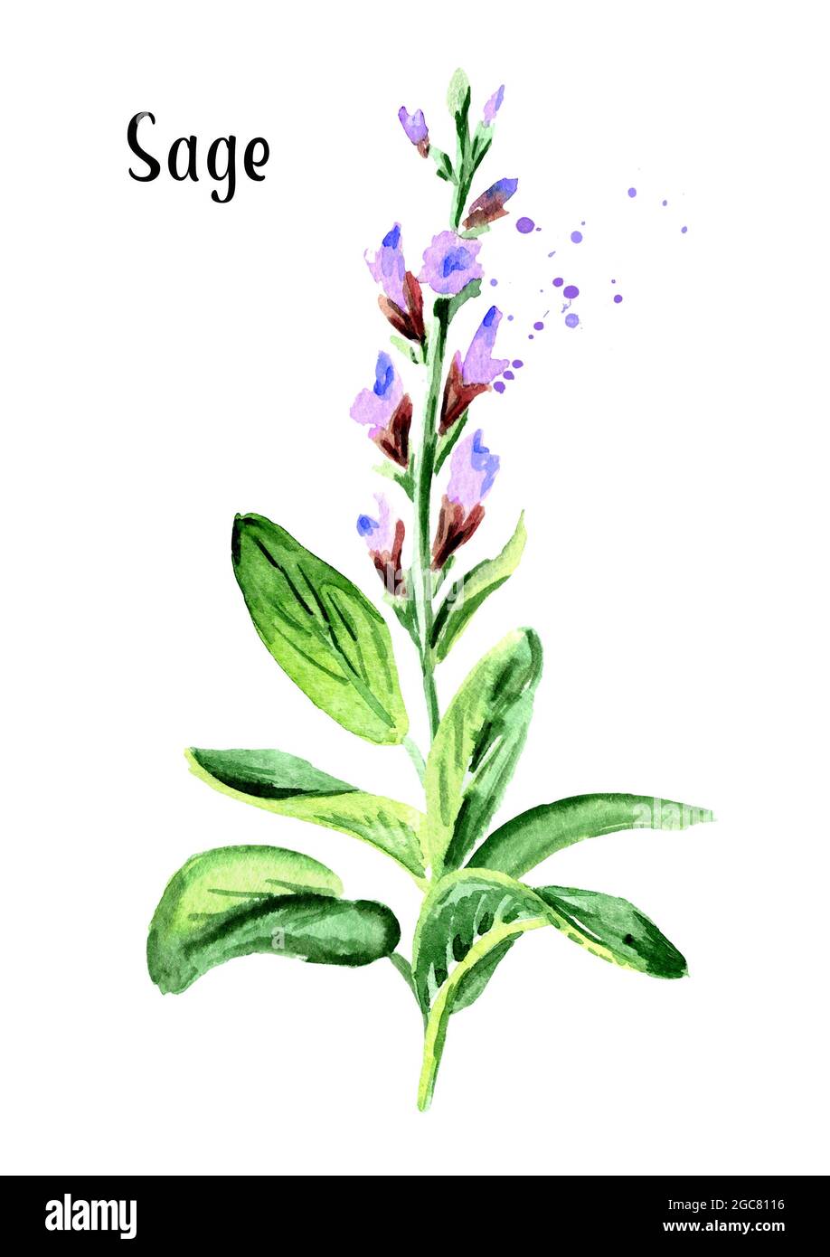 Medicinal and cosmetics herb Salvia officinalis. Plant sage with flower
