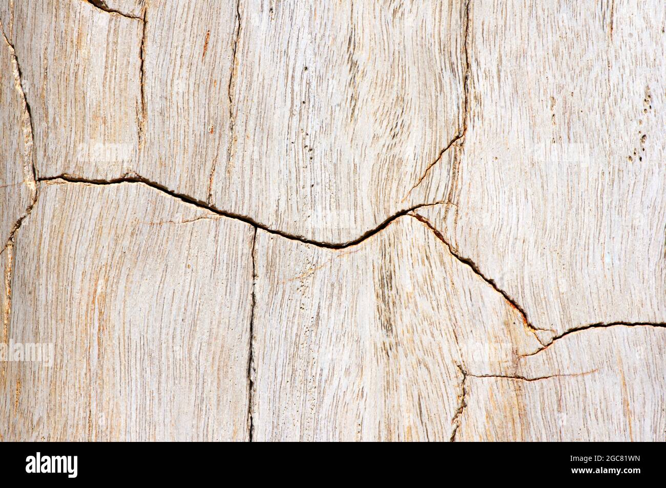 Petrified teak wood, fossil texture in shallow focus, natural background Stock Photo