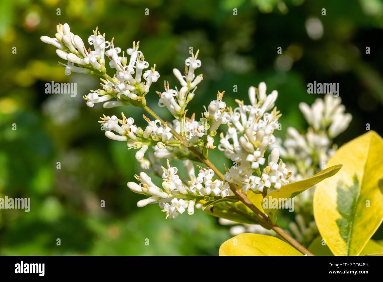 Close up of flowers on a garden privet (ligustrum ovalifolium) plant Stock Photo