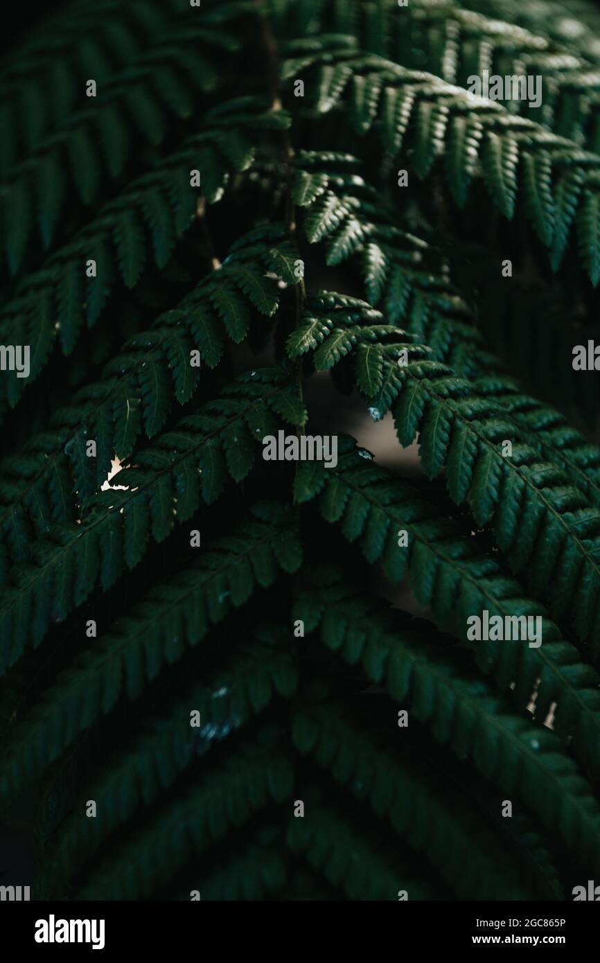 Backdrop of dark tones hi-res stock photography and images - Alamy