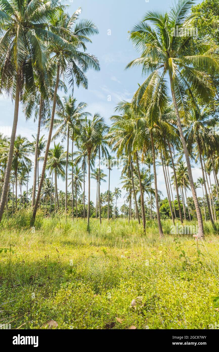 Palm trees in a forest in Ko Samui, South Thailand Stock Photo