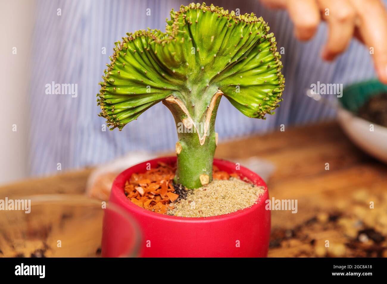 Transplanted houseplant Euphorbia. Flower transplant gardening concept.  Succulent Stock Photo - Alamy