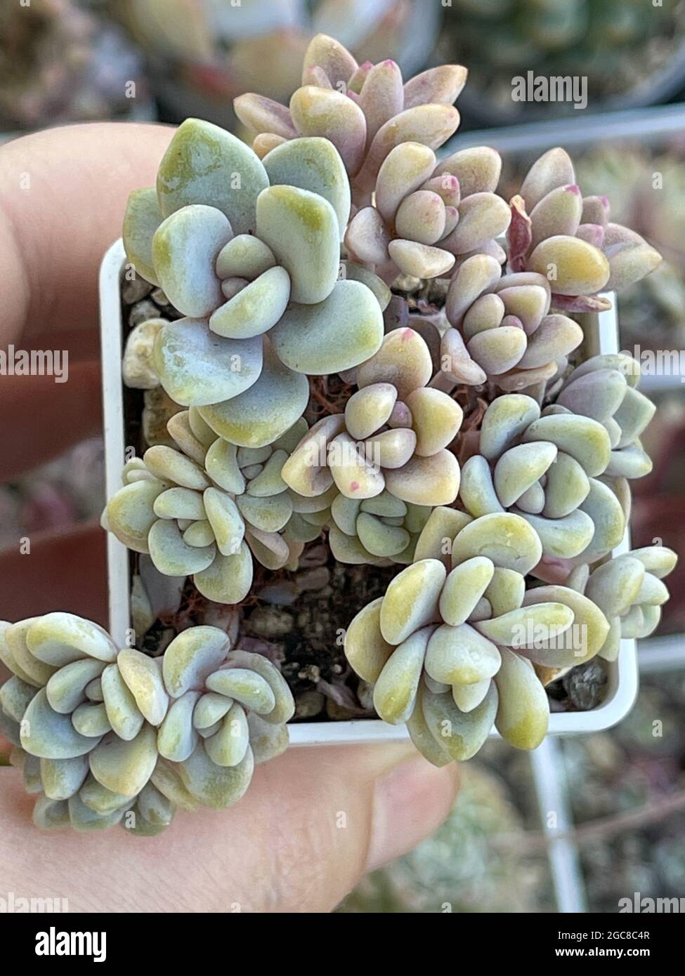 Succulent propagation. Graptopetalum Paraguayense, Graptosedum Bronze ...