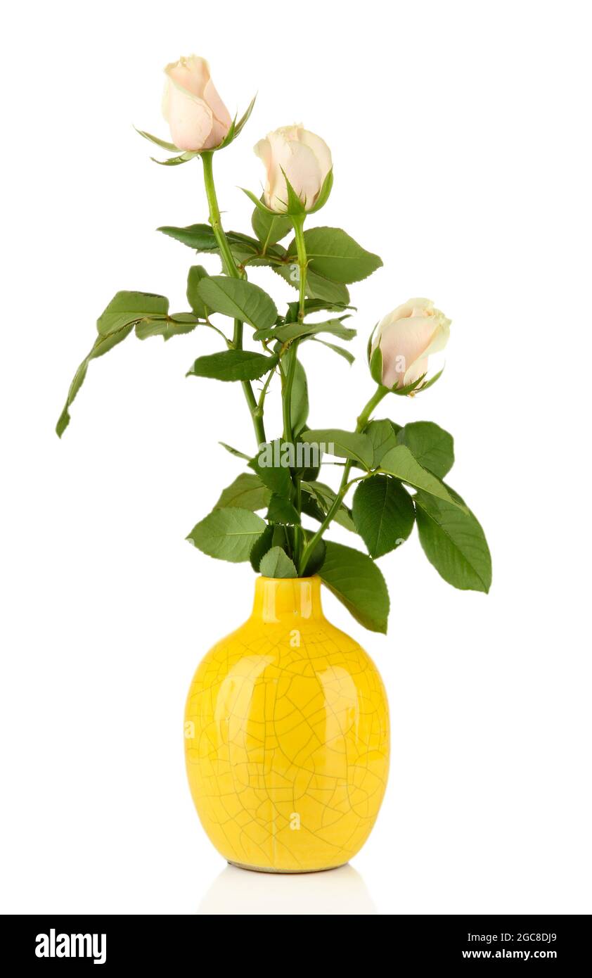 Beautiful roses in vase, isolated on white Stock Photo Alamy