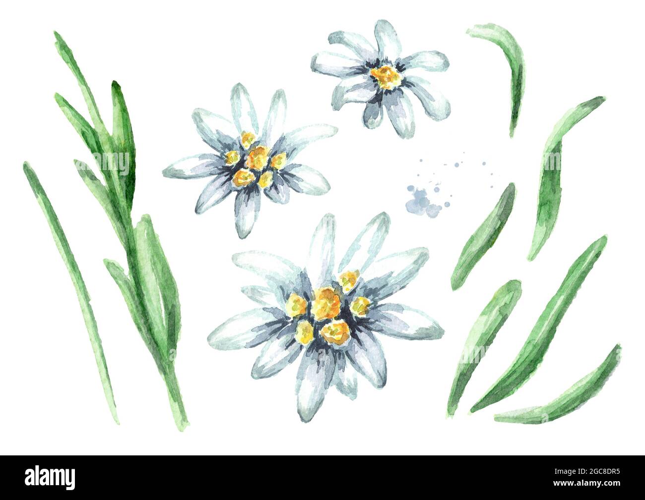 Edelweiss flower (Leontopodium alpinum) elements set, Watercolor hand drawn illustration isolated on white background Stock Photo