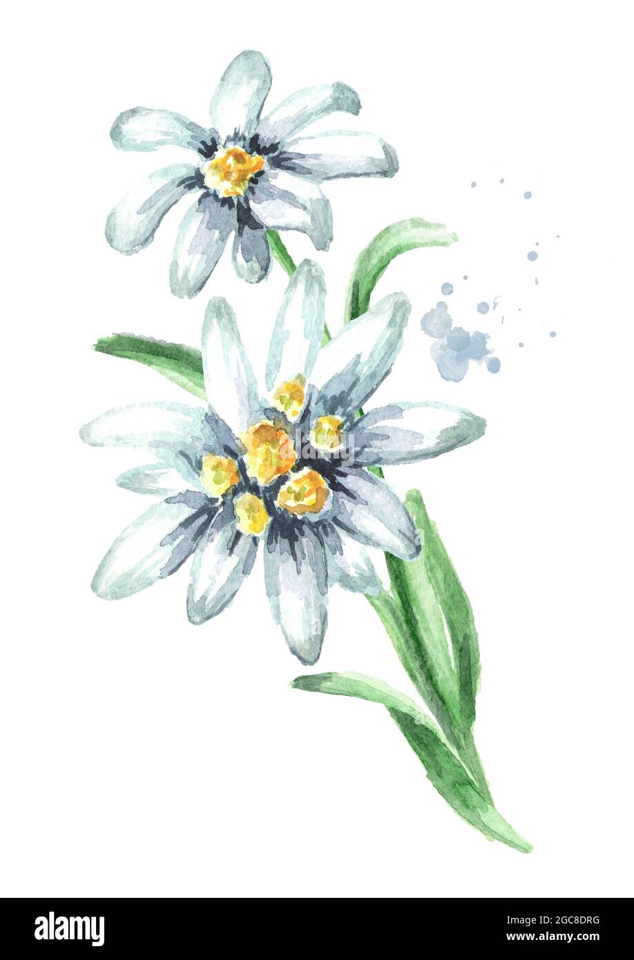 Edelweiss flower (Leontopodium alpinum) with leaves Watercolor hand drawn illustration, isolated on white background Stock Photo
