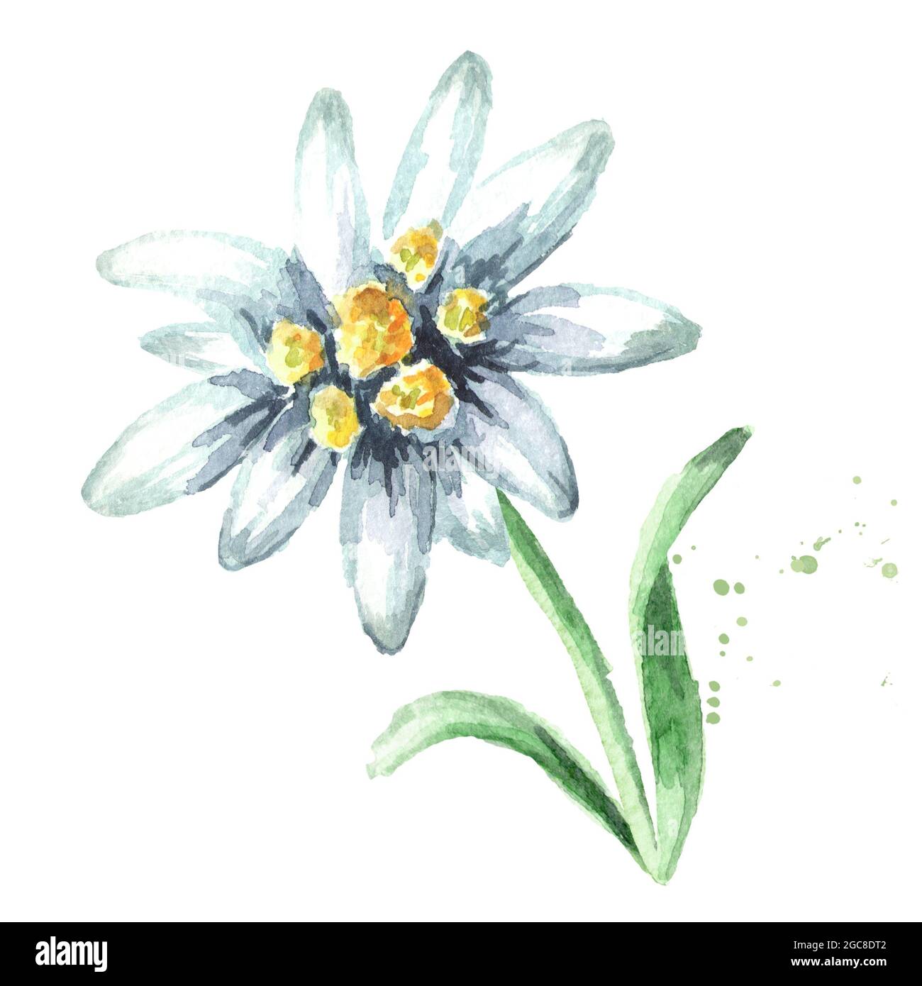 Edelweiss flower (Leontopodium alpinum) with leaves, Watercolor hand drawn illustration, isolated on white background Stock Photo