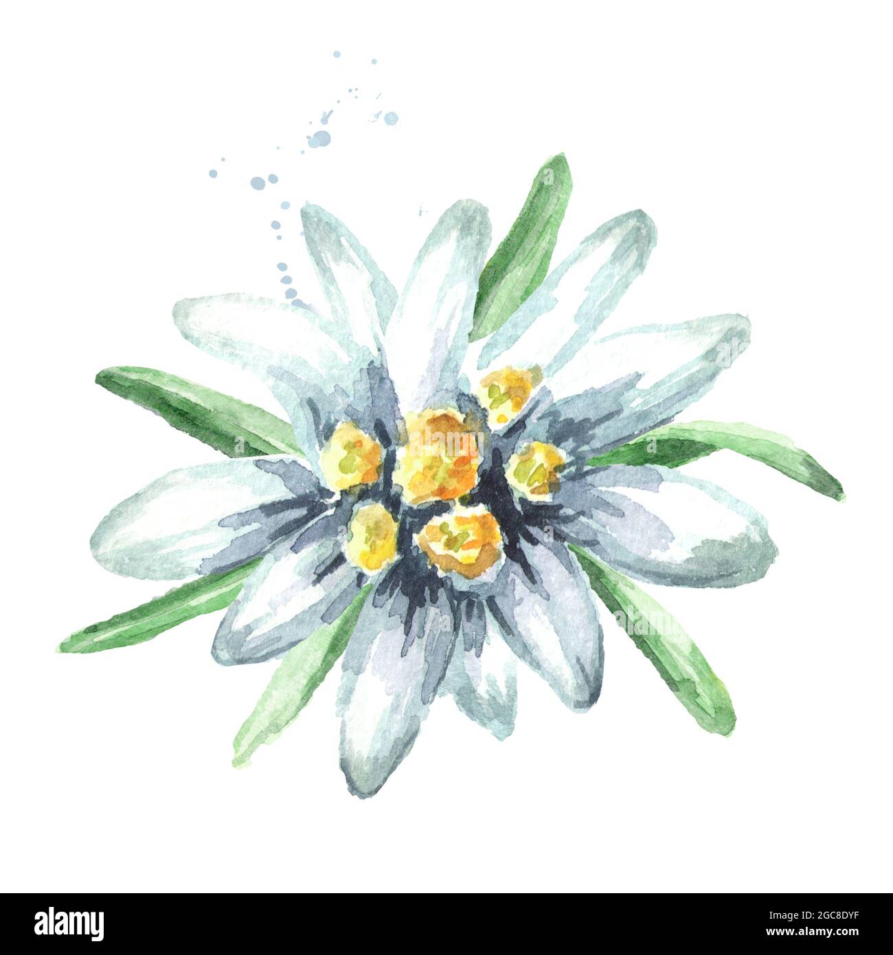 Edelweiss flower (Leontopodium alpinum), Watercolor hand drawn illustration isolated on white background Stock Photo