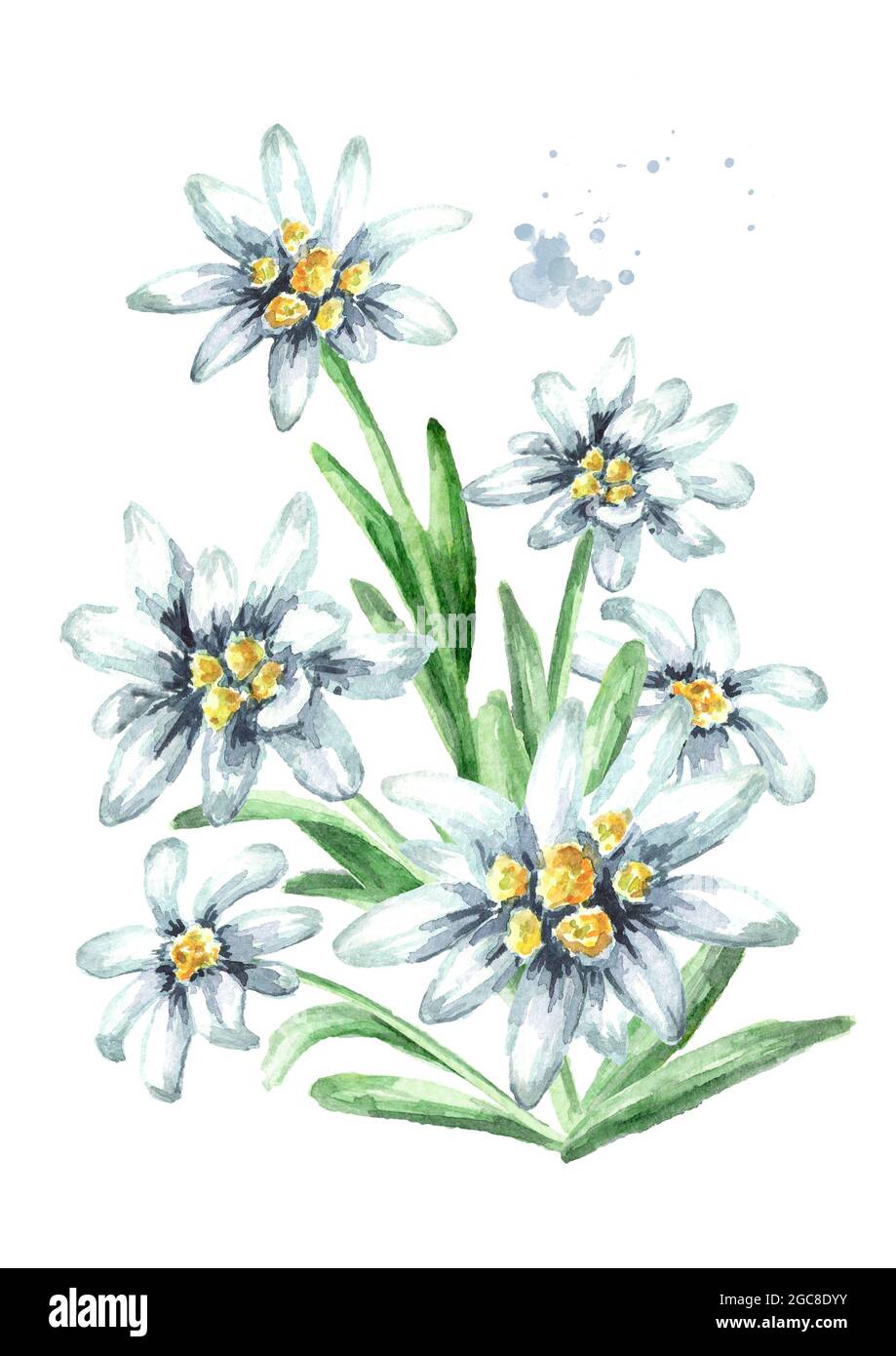 Edelweiss flowers (Leontopodium alpinum) watercolor hand drawn illustration, isolated on white background Stock Photo