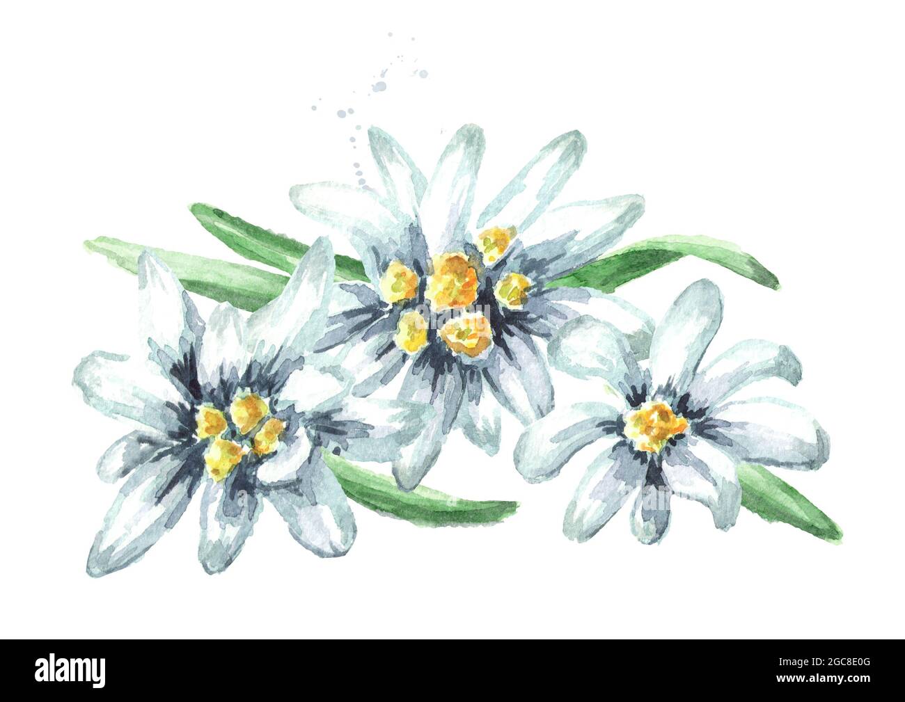 Edelweiss flowers (Leontopodium alpinum), Watercolor hand drawn illustration isolated on white background Stock Photo