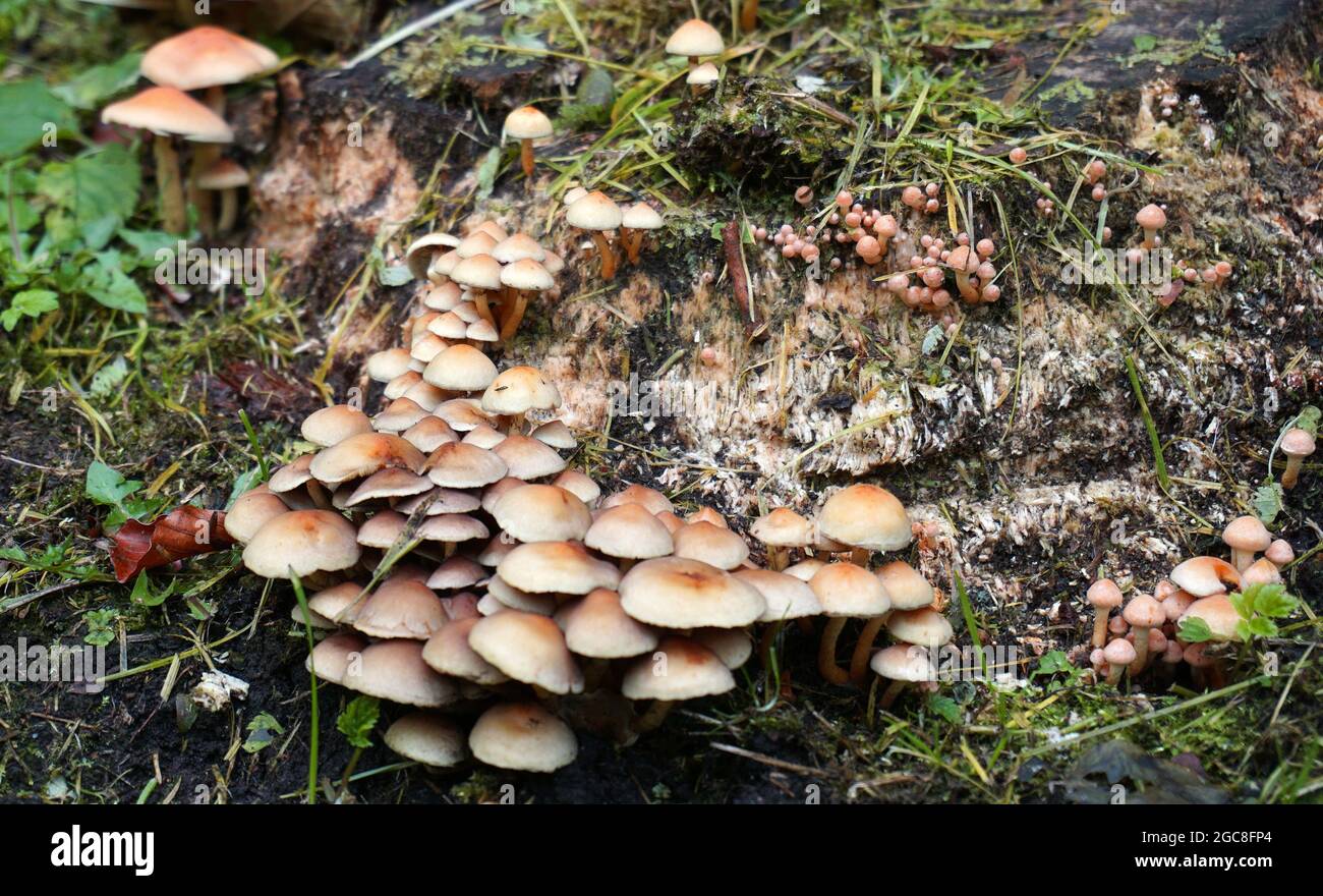 Hypholoma fasciculare, sulphur tuft or clustered woodlover is a woodland mushroom. This fungus grows in large clumps on rotting trunks. Poisonous Stock Photo
