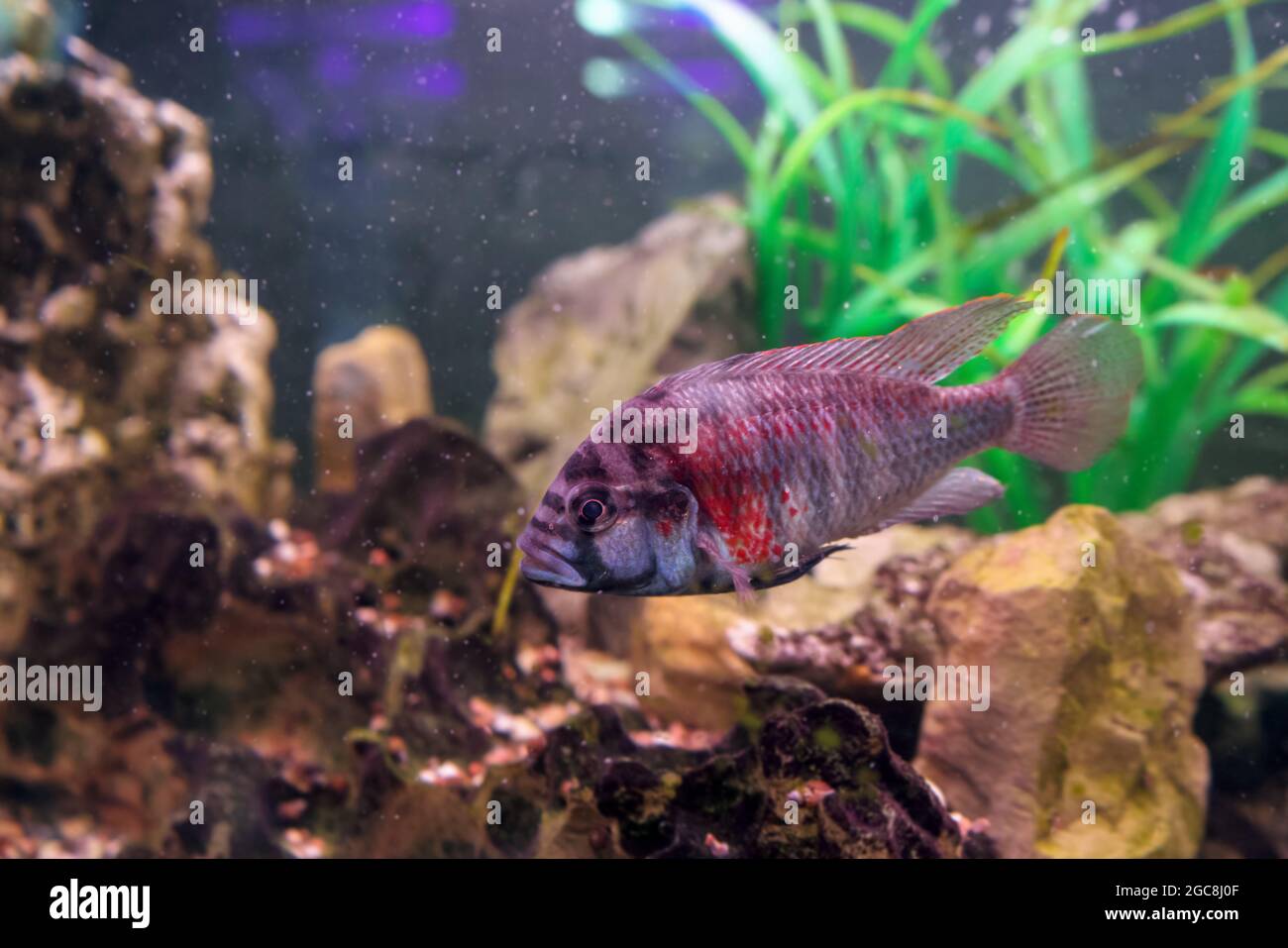 view in motion of swimming astatotilapia burtoni (haplochromis) Stock Photo