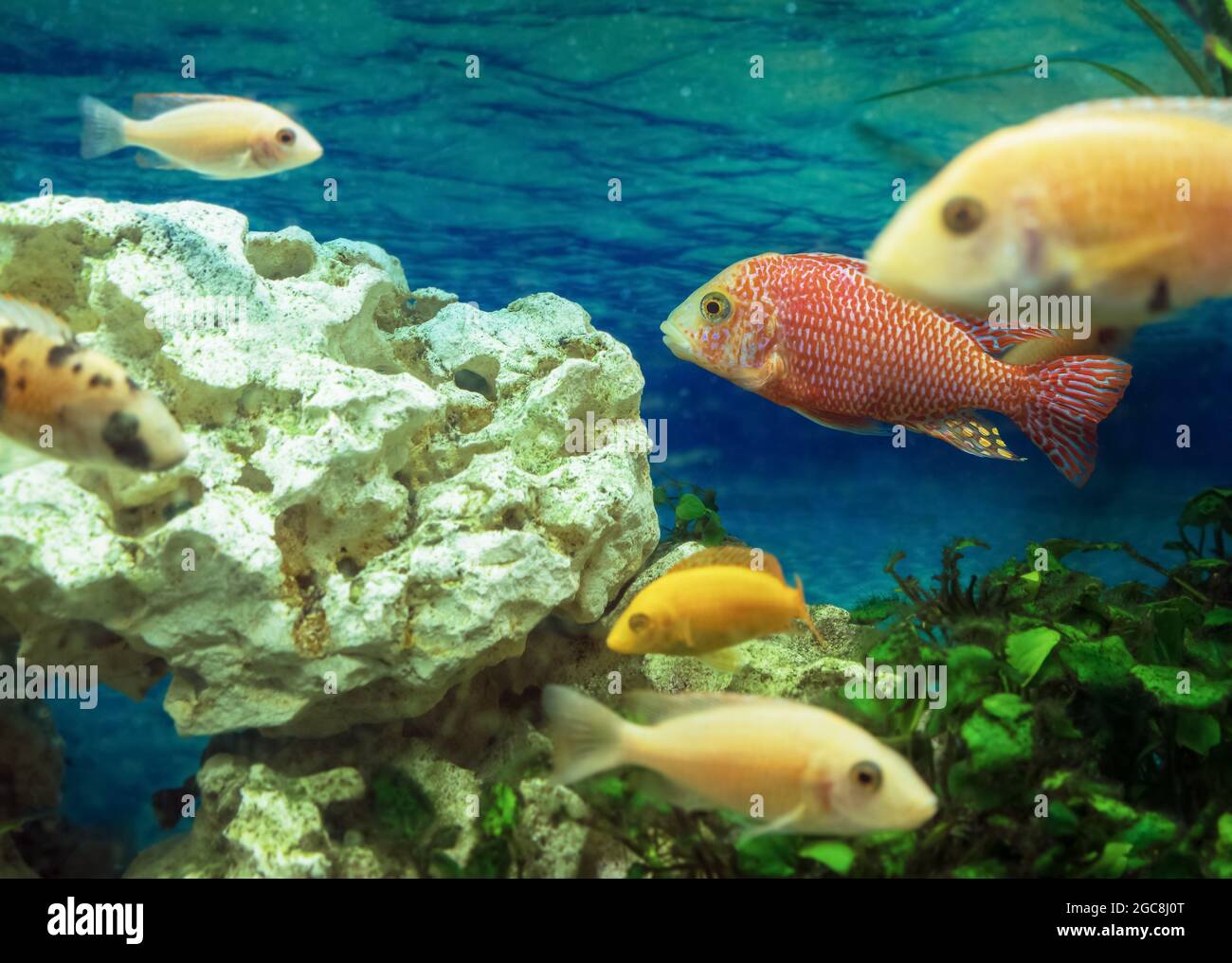 Aulonocara Orchidea Red in focus with dwarf cichlid aulonocara view Stock Photo