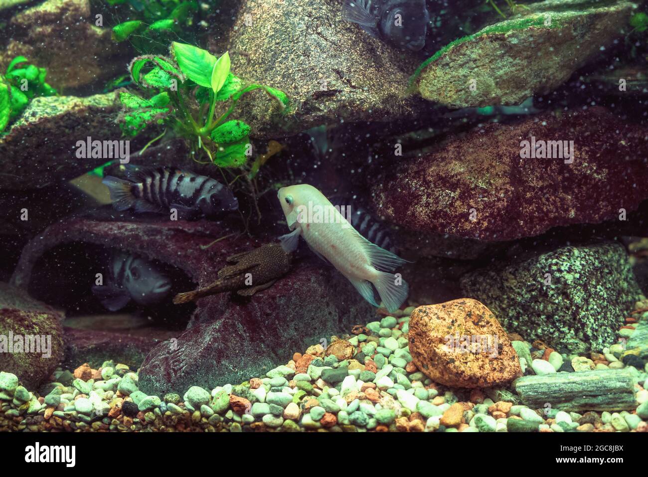 variety of cichlids swimming: cichlasoma nigrofasciatum alba, convict cichlids, cichlasoma nigrofasciatum Stock Photo