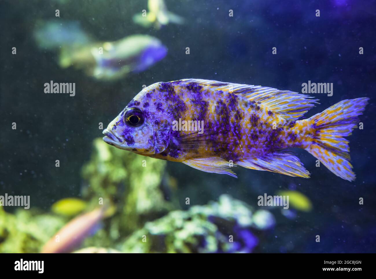 close up view of swimming Peacock Cichlid Stock Photo