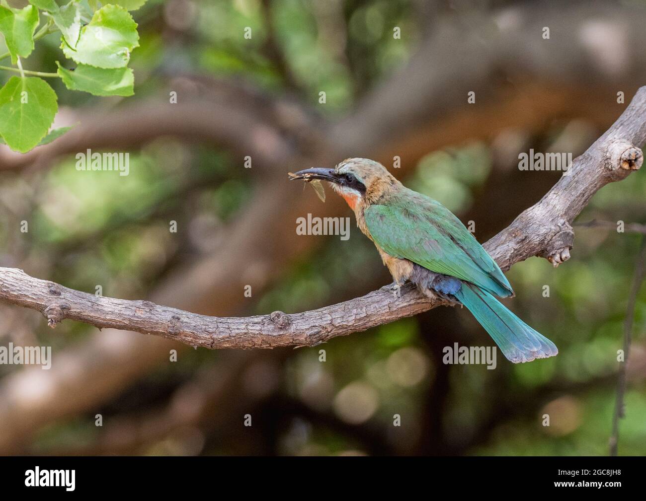 White Fronted Bee Eater in Chobe Forest Reserve - Botswana,  Africa Stock Photo