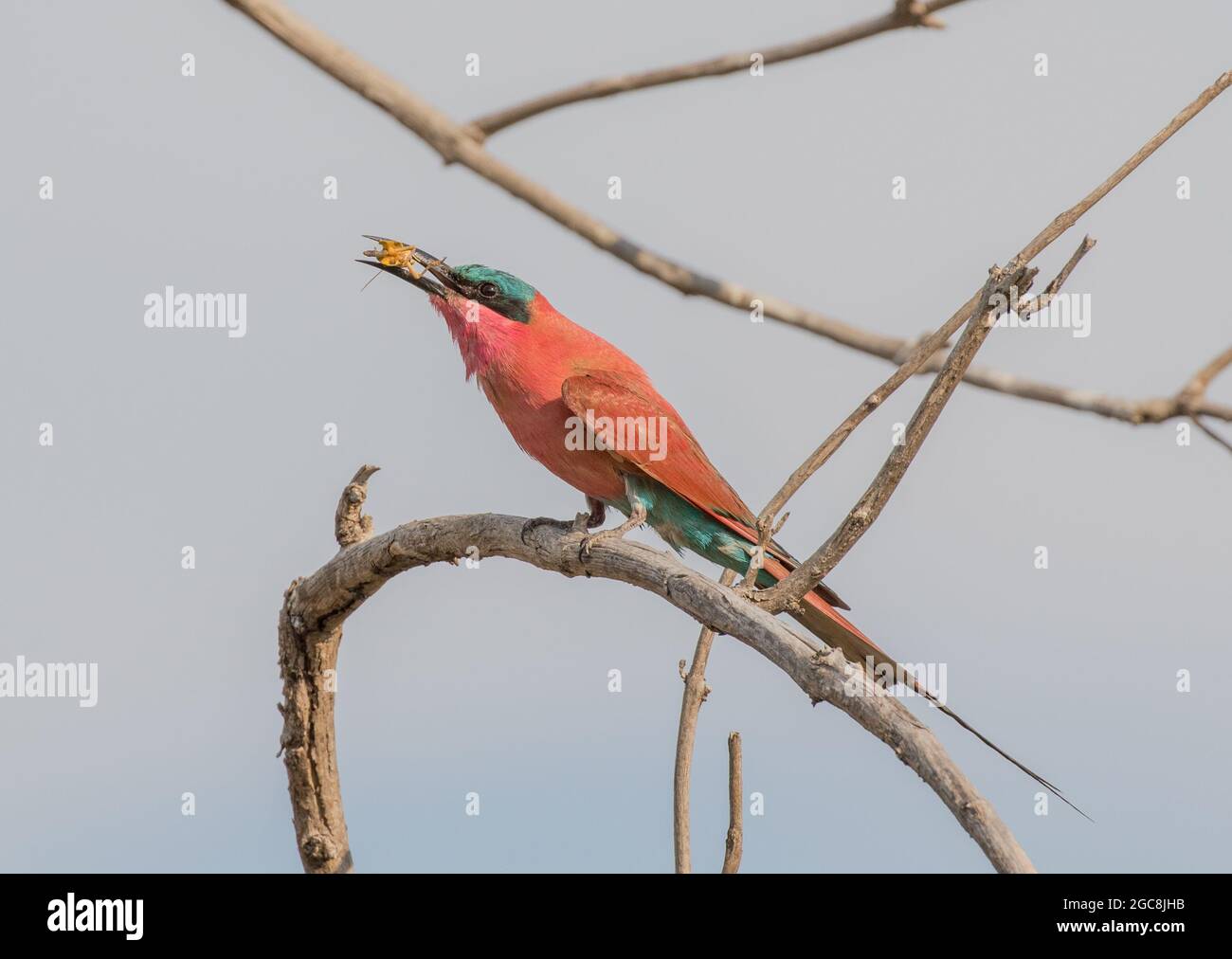 A Carmine Bee eater perched with an insect in it's long beak , Botswana . Africa Stock Photo