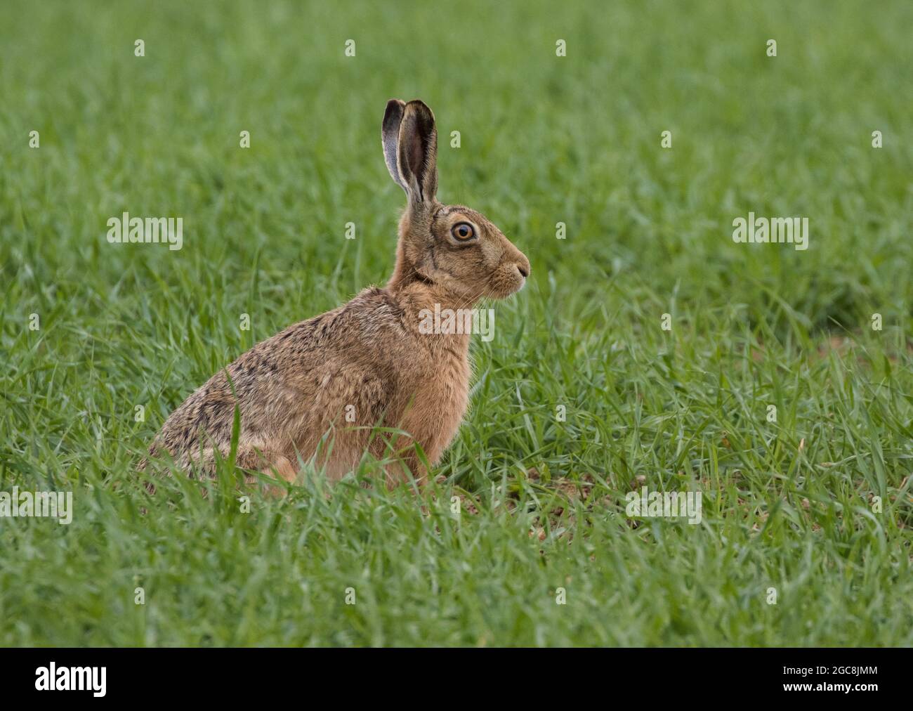 Brown Hare sitting alert in a farmers field . Suffolk , UK Stock Photo