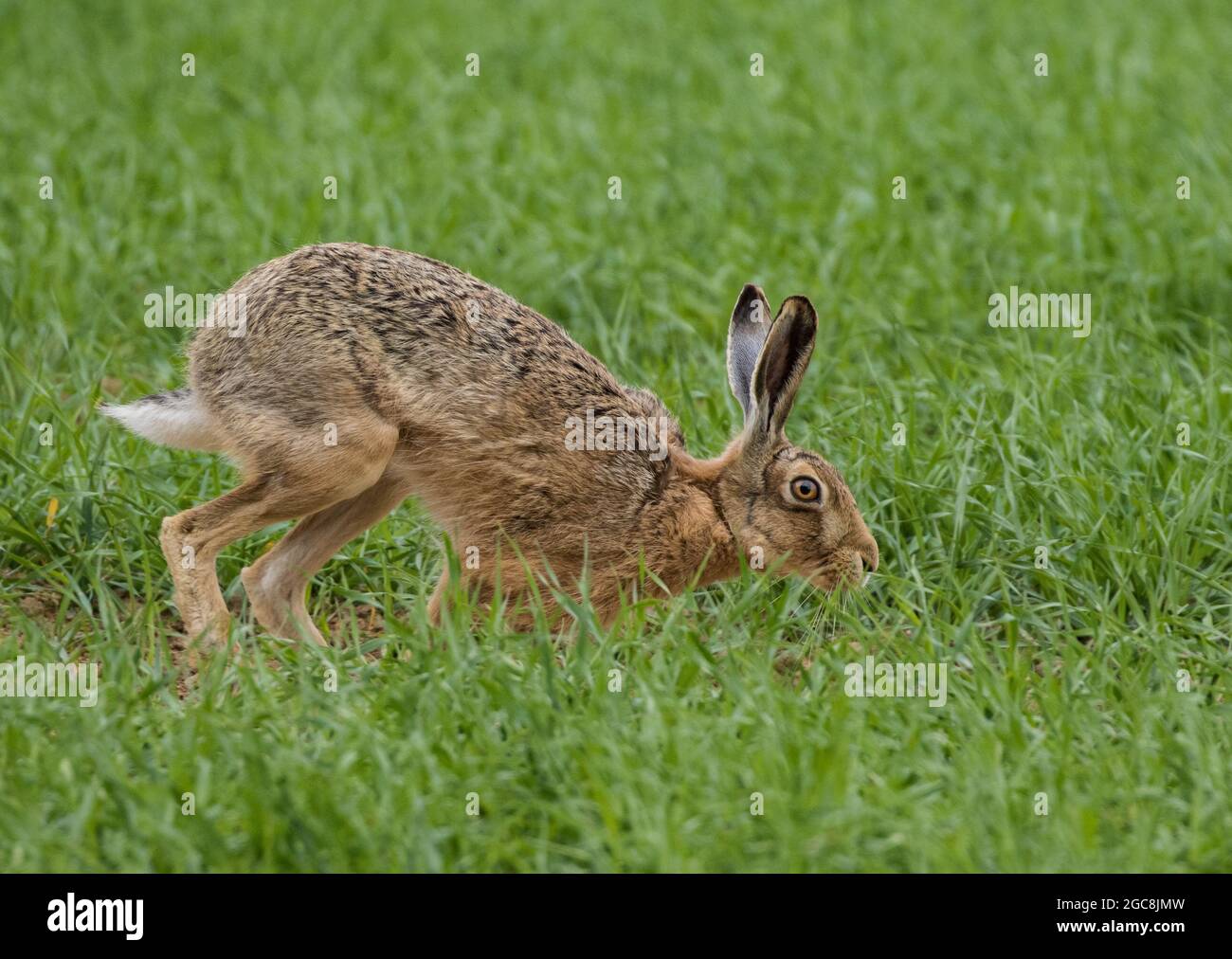 Brown Hare on the move through a farmers field. Suffolk UK. Stock Photo