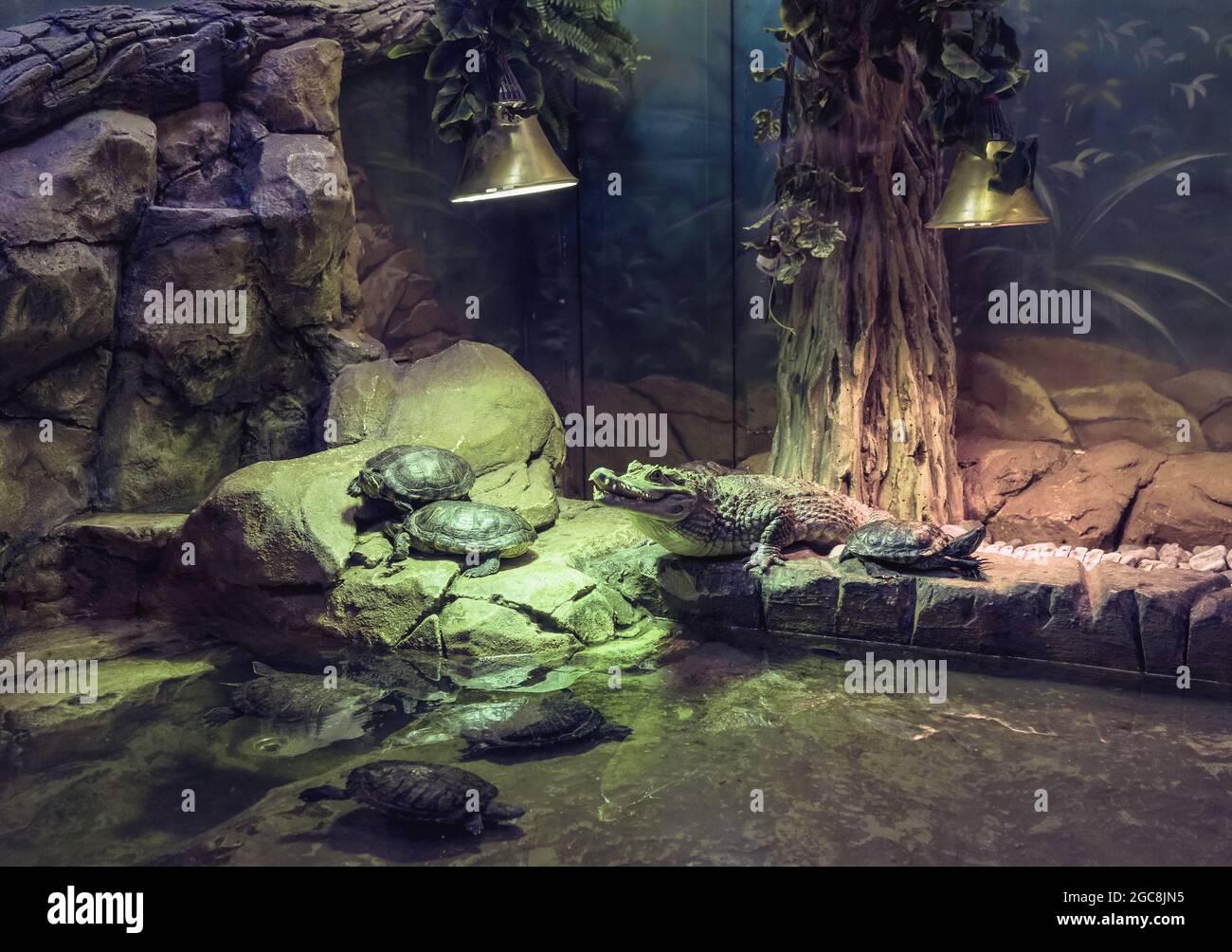 crocodile and turtle view living in captivity in the zoo Stock Photo