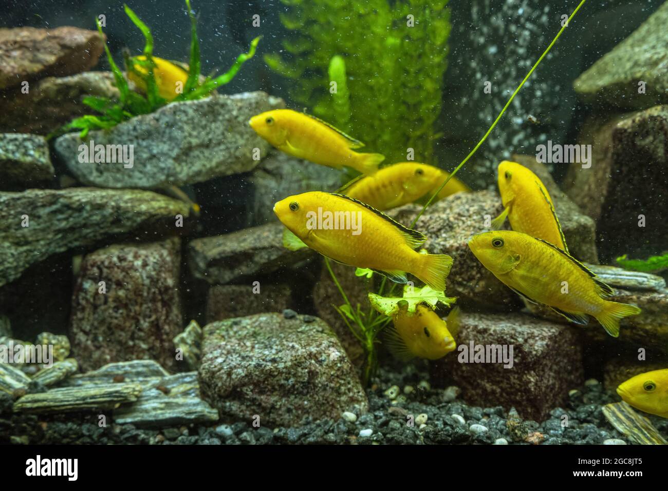 underwater background of school of swimming electric yellow cichlids (labidochromis caeruleus) Stock Photo