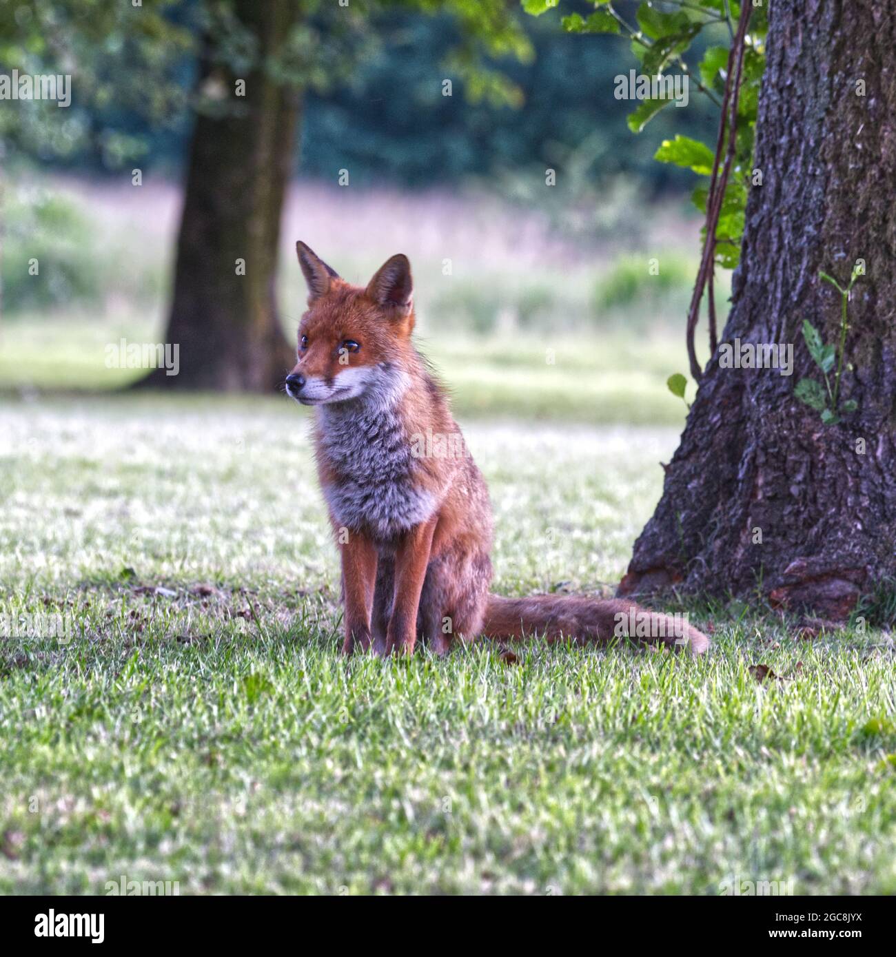 Red fox beside tree hi-res stock photography and images - Alamy