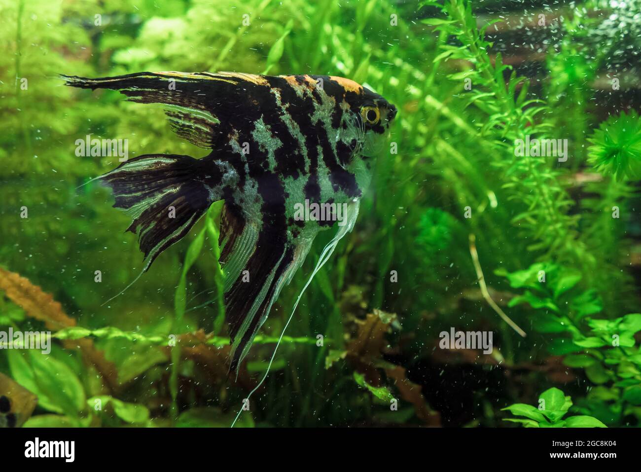 swimming stirped tricolor freshwater angelfish or pterophyllum scalare Stock Photo
