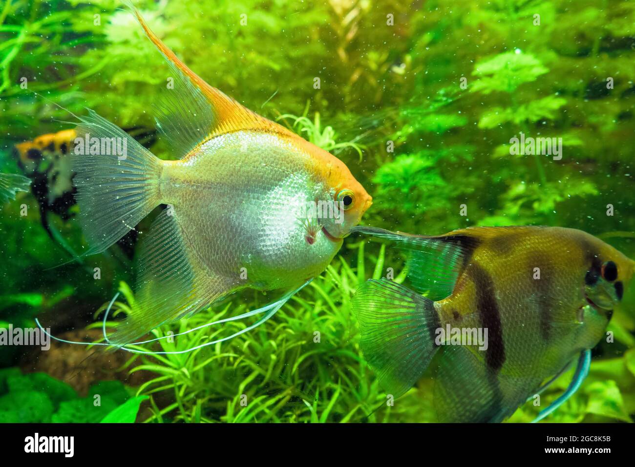 close up view of silver and orange freshwater angelfish swimming Stock Photo
