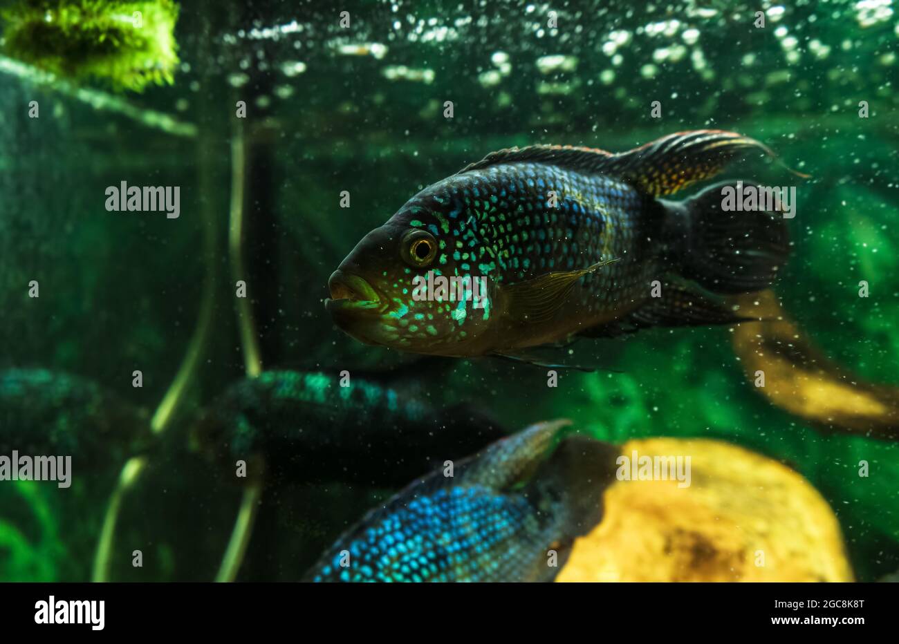 close up view of Jack Dempsey  (cichlasoma octofasciatus) swimming Stock Photo