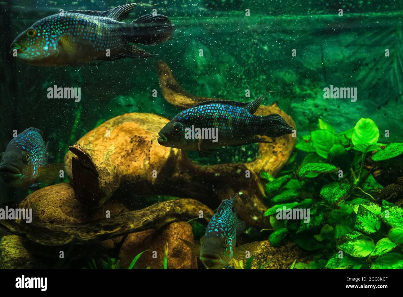 Jack Dempsey fishes (cichlasoma octofasciatus) swimming in fish tank Stock Photo
