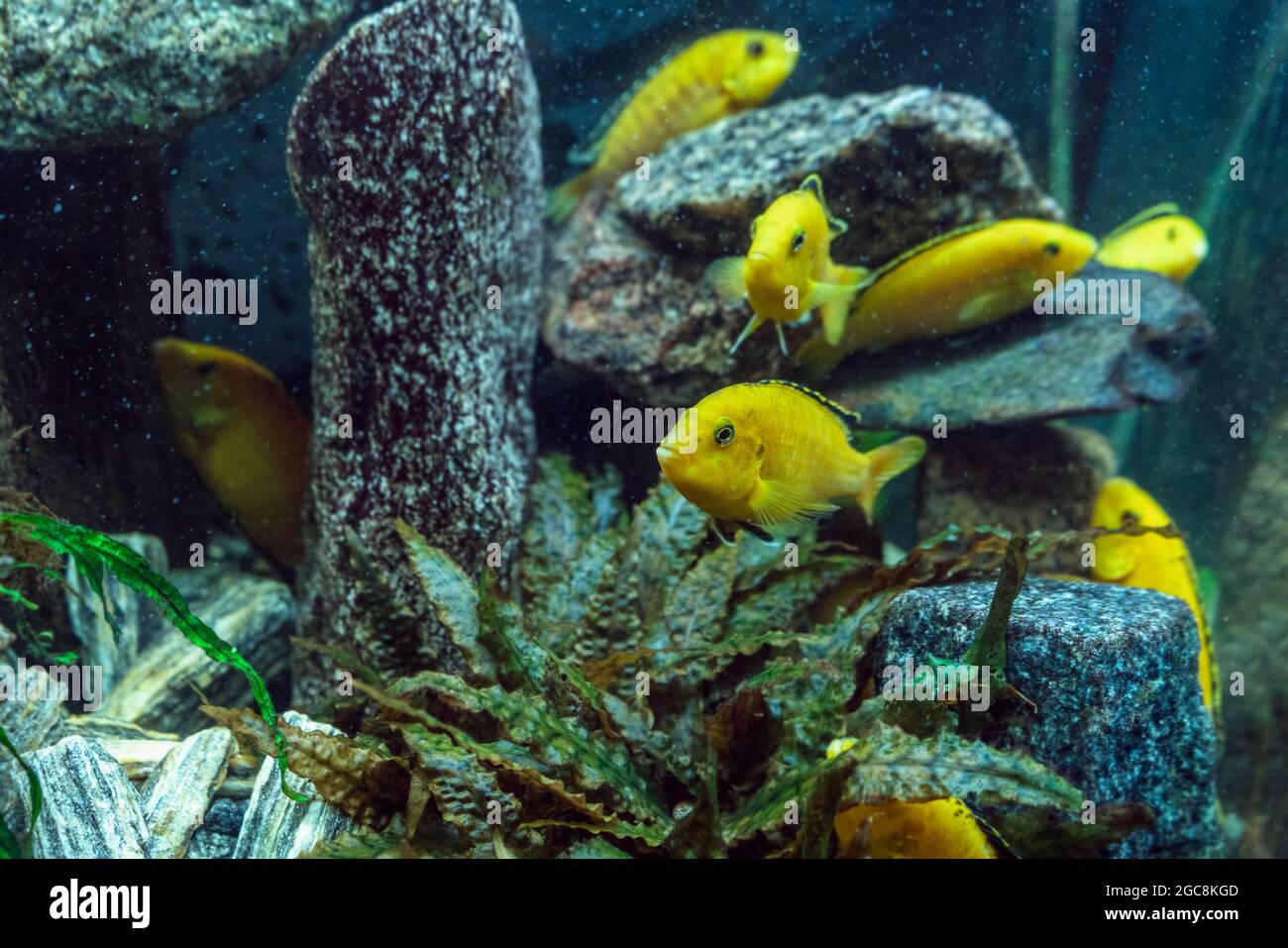 school of Labidochromis caeruleus or electric yellow cichlid swimming between rocks Stock Photo