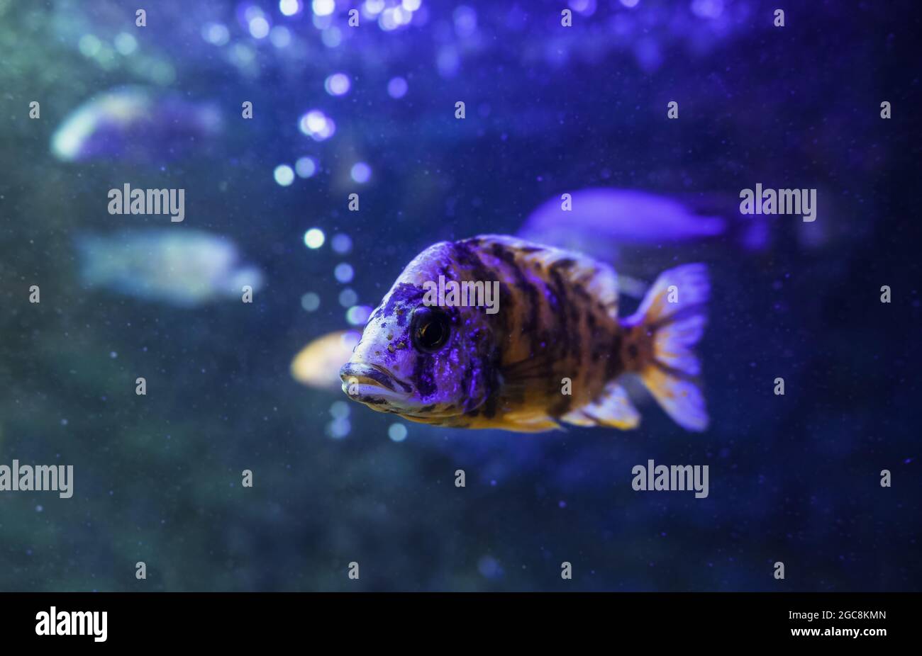 close view of peacpck cichlid head with blurred water background Stock Photo
