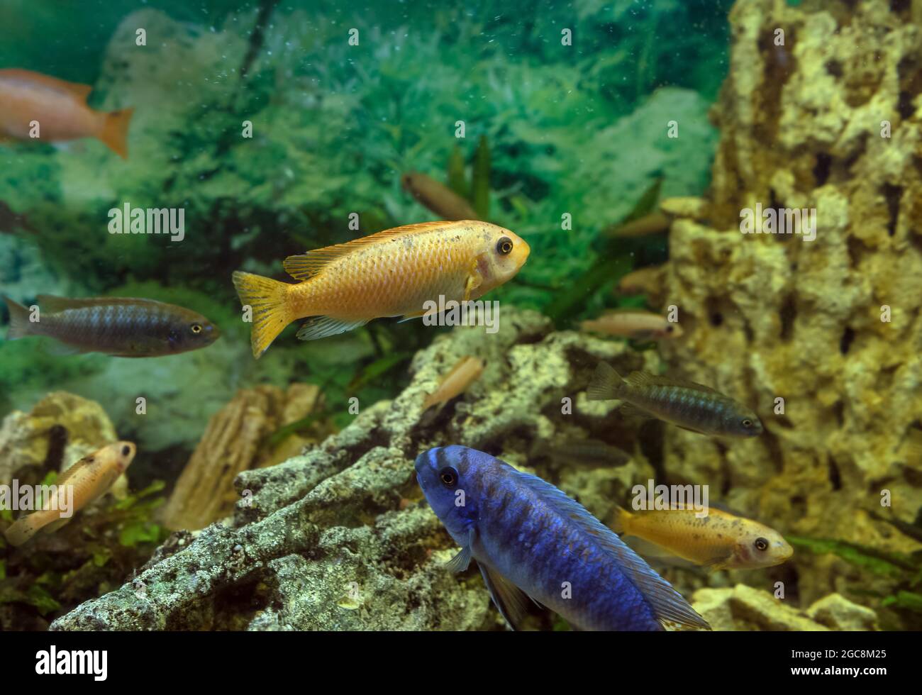 Scrapermouth mbuna ( labeotropheus trewavasae) and other cichlasoma species swimming Stock Photo