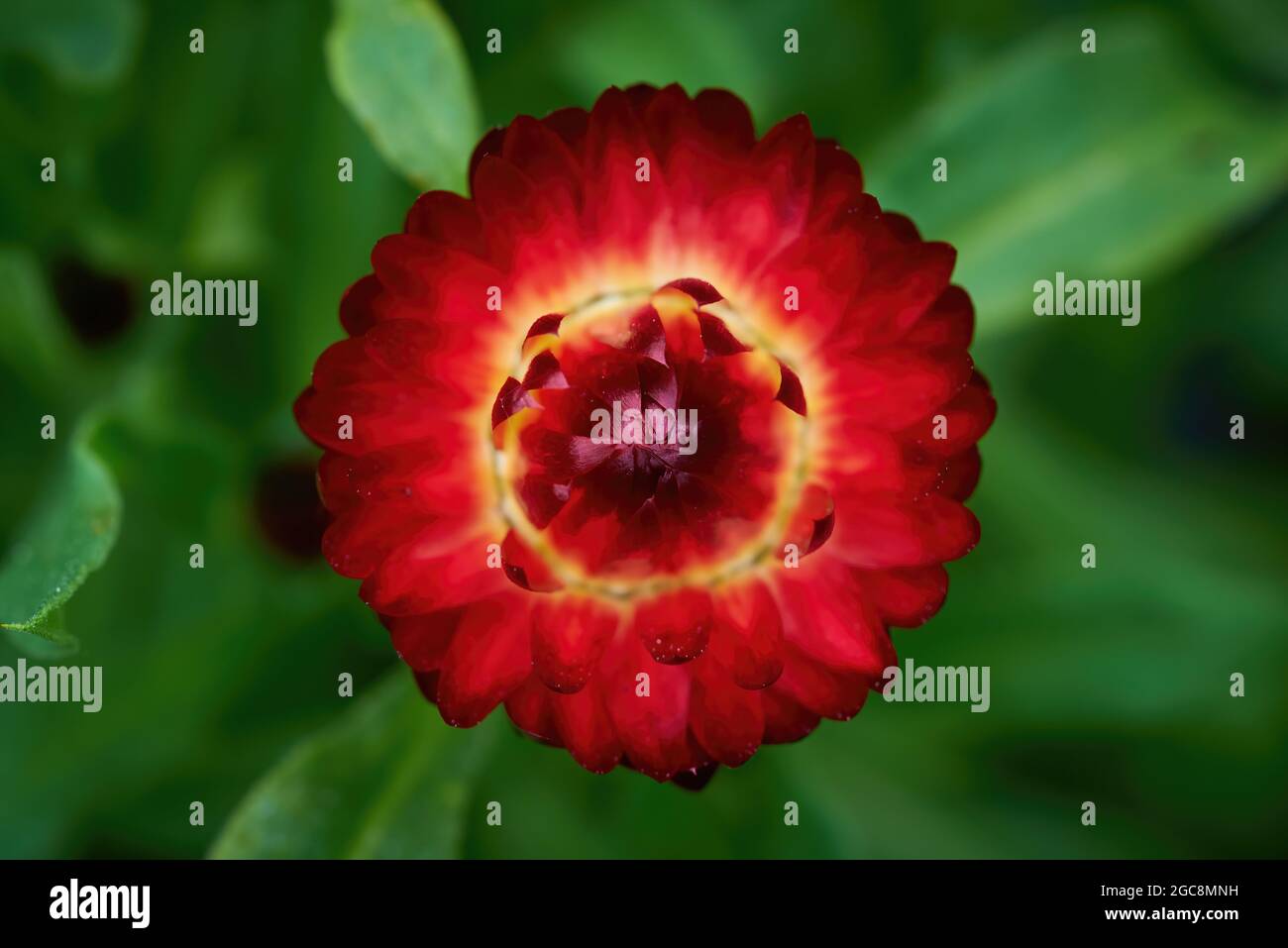 Red Strawflower or Golden everlasting (Xerochrysum bracteatum Stock