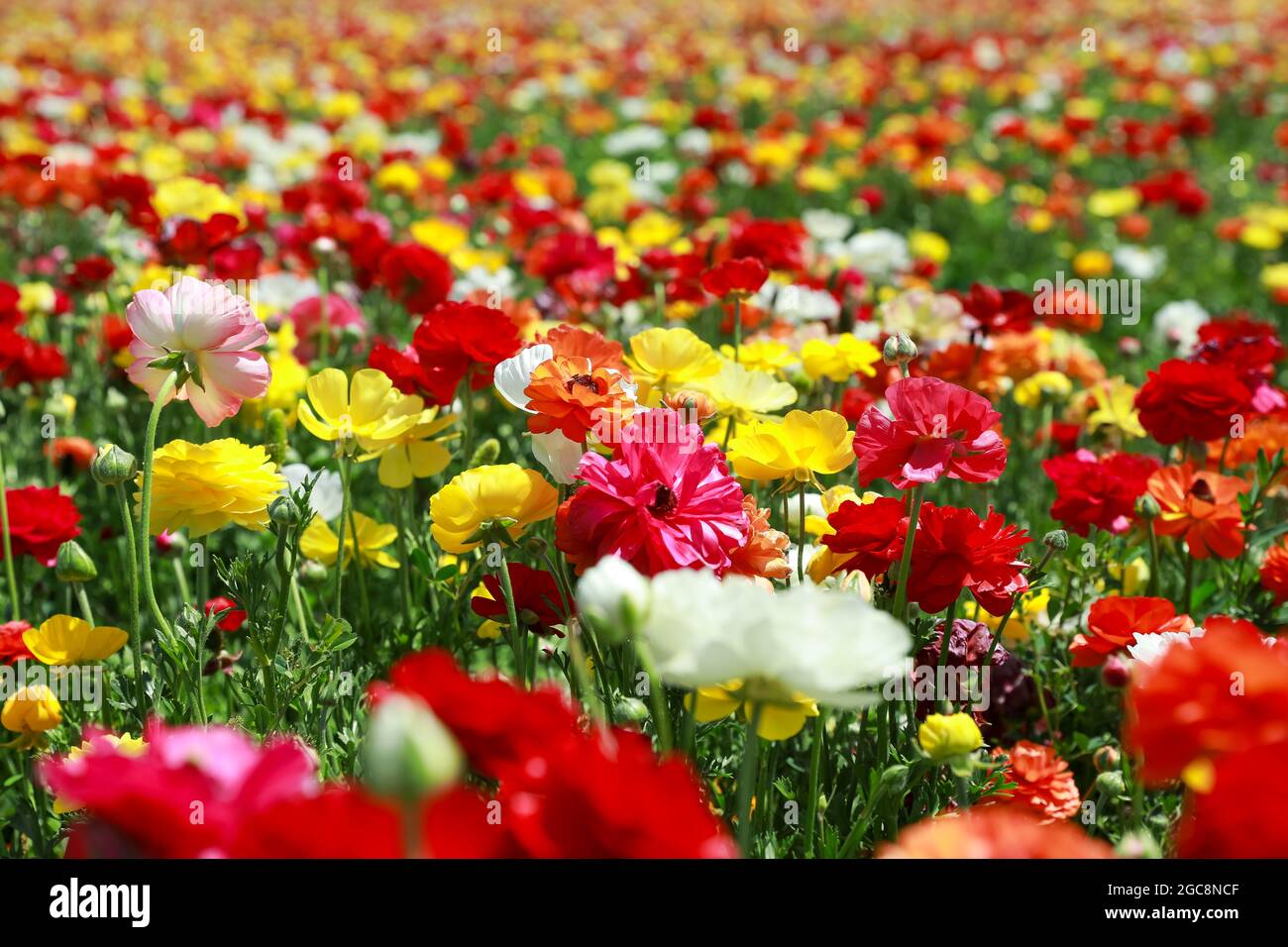 Rows of colorful tulips on the field. Colorful flower field Stock Photo ...