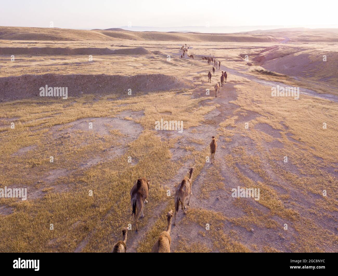 Camel big heard at desert. Stock Photo