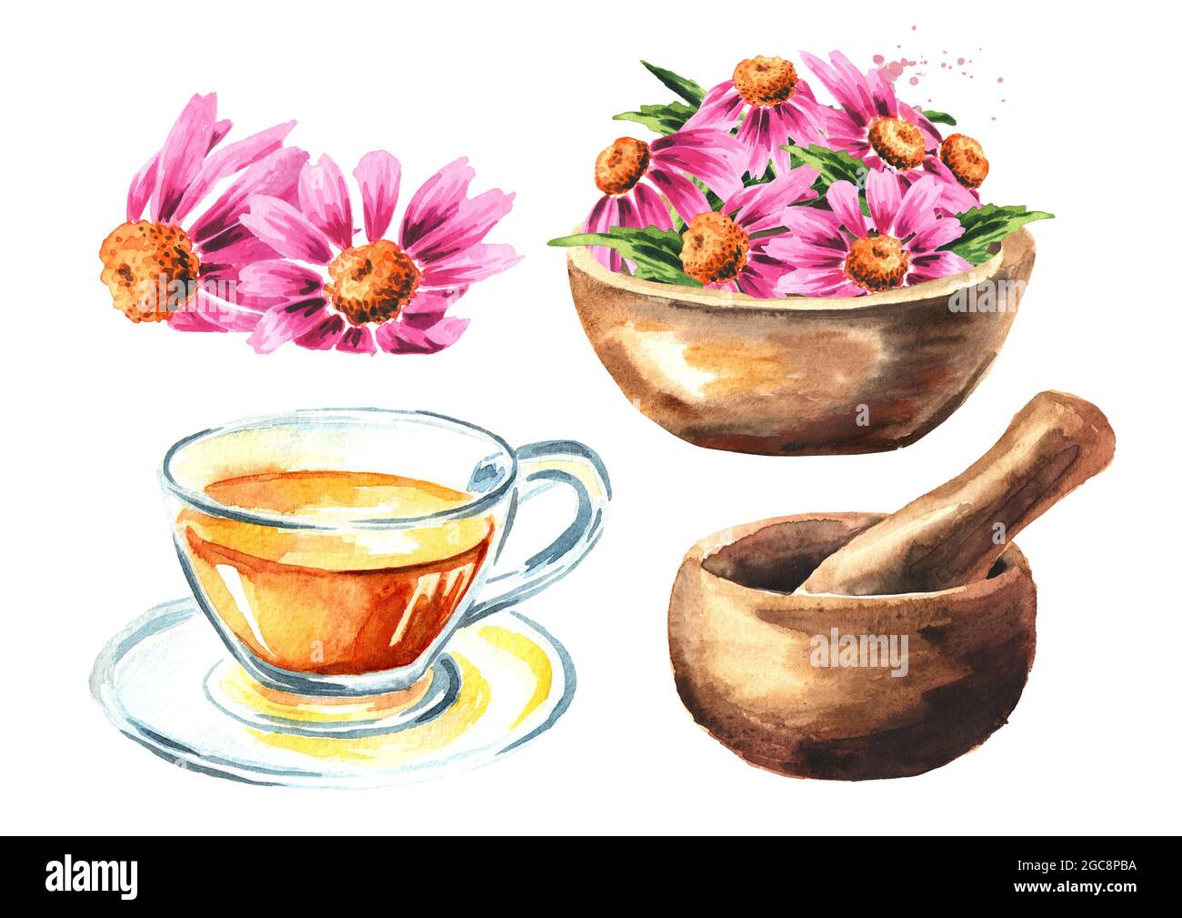 Echinacea purpurea set, medical plant or herb. Hand drawn watercolor