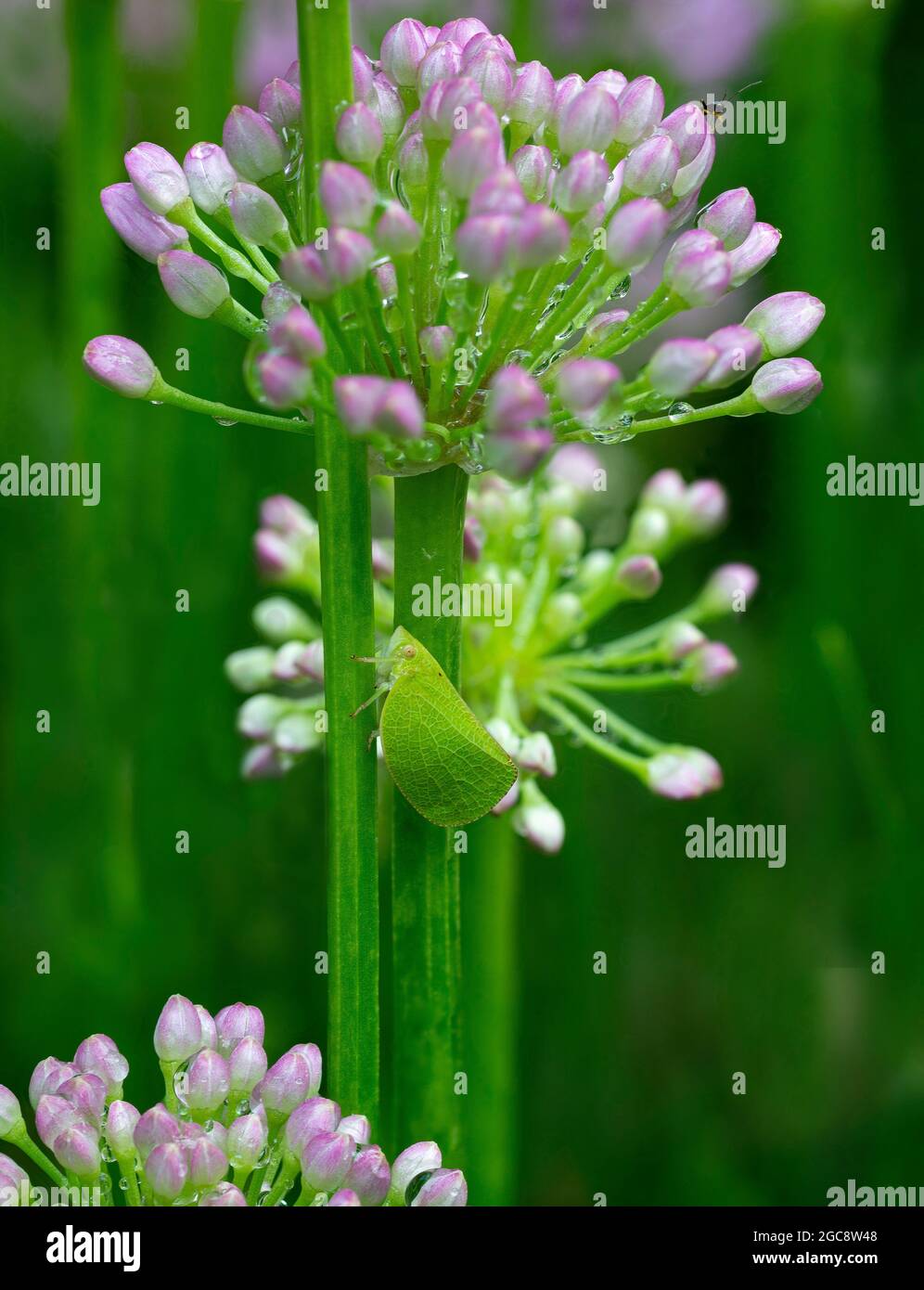 Green coneheaded planthopper (Acanalonia conica) camouflaged against aging chive plant (Allium senescens) after a rain in garden in central Virginia. Stock Photo